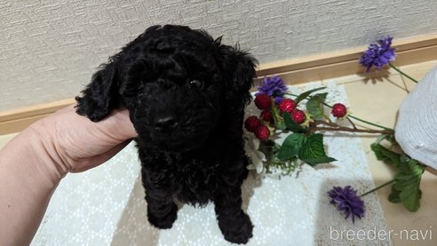 成約済の広島県のトイプードル-311253の77枚目