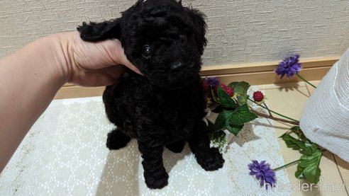 成約済の広島県のトイプードル-311253の74枚目