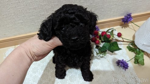 成約済の広島県のトイプードル-311253の70枚目