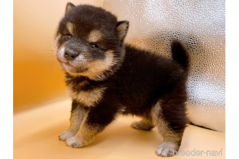 成約済の東京都の豆柴-315764の2枚目