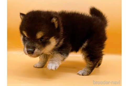 成約済の東京都の豆柴-315764の3枚目