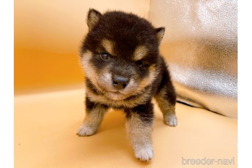 成約済の東京都の豆柴-315764の4枚目