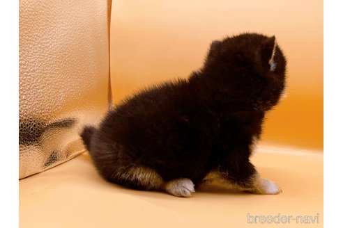 成約済の東京都の豆柴-315764の5枚目