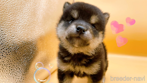 成約済の東京都の豆柴-315764の1枚目