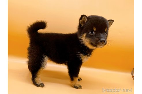 成約済の東京都の豆柴-315765の3枚目