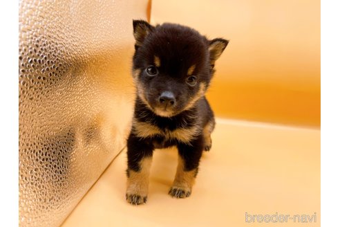 成約済の東京都の豆柴-315765の4枚目