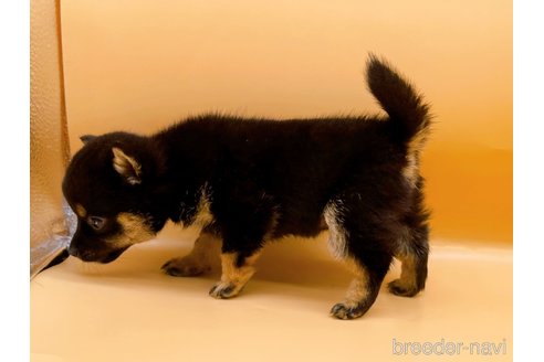 成約済の東京都の豆柴-315765の5枚目