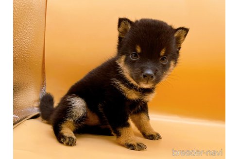 成約済の東京都の豆柴-315765の6枚目