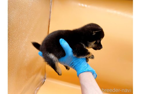 成約済の東京都の豆柴-315765の7枚目