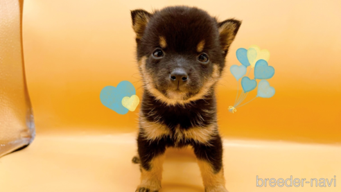 成約済の東京都の豆柴-315765の1枚目