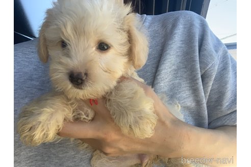 成約済の滋賀県のミックス犬-310112の3枚目