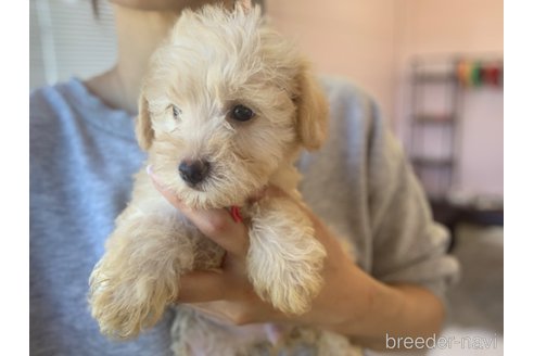 成約済の滋賀県のミックス犬-310112の2枚目