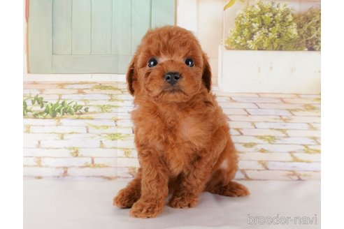 成約済の群馬県のトイプードル-315774の1枚目