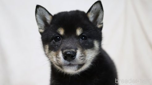 成約済の滋賀県の柴犬-311548の2枚目
