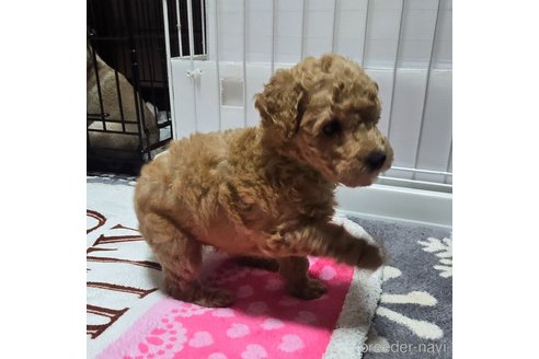 成約済の岡山県のトイプードル-311894の21枚目