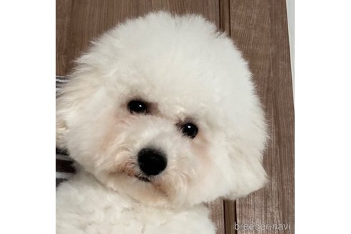 らんちゃん1枚目