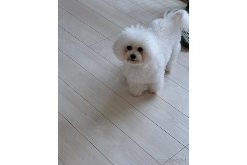 らんちゃん1枚目