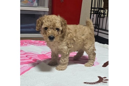 成約済の岡山県のトイプードル-311892の8枚目