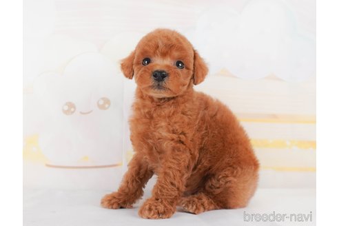 成約済の群馬県のトイプードル-315803の4枚目