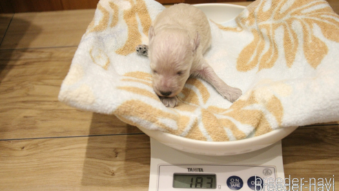 成約済の愛知県のティーカッププードル-315271の117枚目