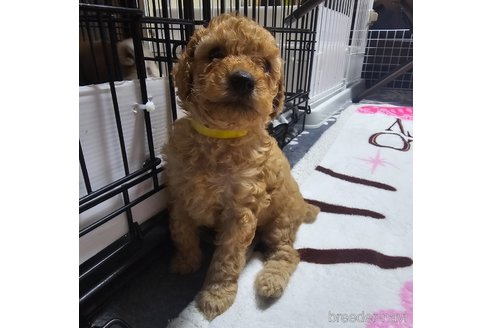 成約済の岡山県のトイプードル-311890の17枚目