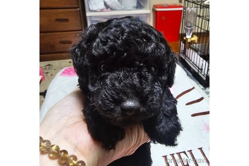 成約済の岡山県のトイプードル-311889の14枚目