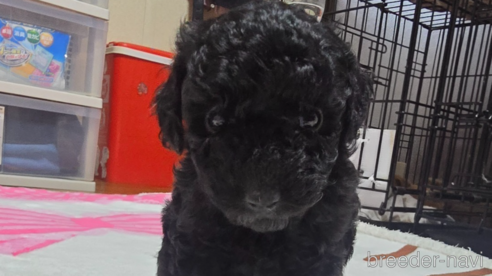 成約済の岡山県のトイプードル-311889の13枚目