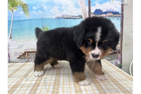 成約済の千葉県のバーニーズマウンテンドッグ-315838の4枚目