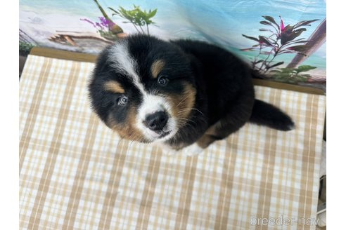 成約済の千葉県のバーニーズマウンテンドッグ-315838の3枚目
