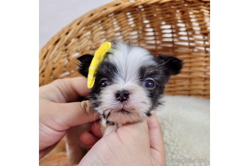 成約済の埼玉県のチワマル:チワワ×マルチーズ-313132の2枚目