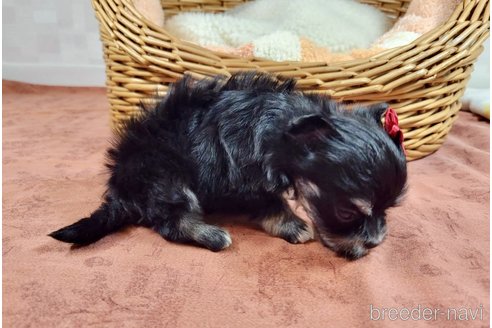 成約済の埼玉県のチワマル:チワワ×マルチーズ-313139の5枚目