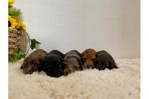 成約済の岐阜県のミニチュアダックスフンド(ロングヘアード)-315844の12枚目