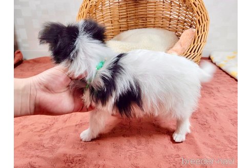 成約済の埼玉県のチワマル:チワワ×マルチーズ-315839の5枚目