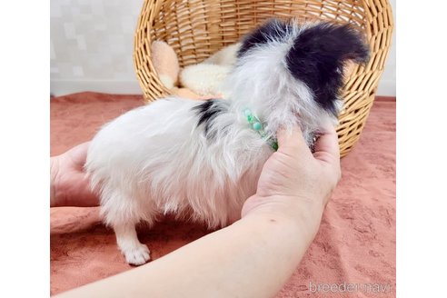 成約済の埼玉県のチワマル:チワワ×マルチーズ-315839の3枚目