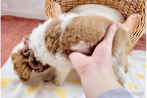 成約済の埼玉県のキャバリアキングチャールズスパニエル-311766の5枚目