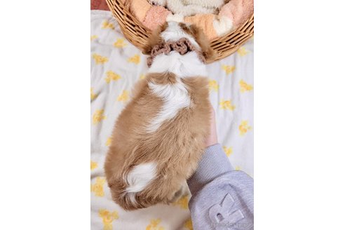 成約済の埼玉県のキャバリアキングチャールズスパニエル-311766の4枚目