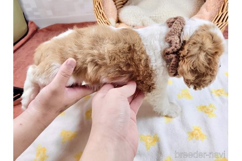 成約済の埼玉県のキャバリアキングチャールズスパニエル-311766の3枚目