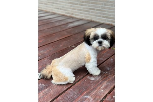 成約済の山口県のシーズー-304608の2枚目