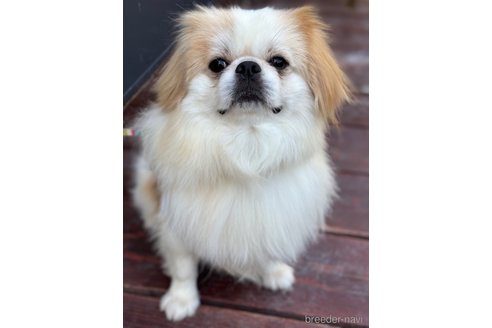 成約済の山口県のミックス犬-281569の7枚目