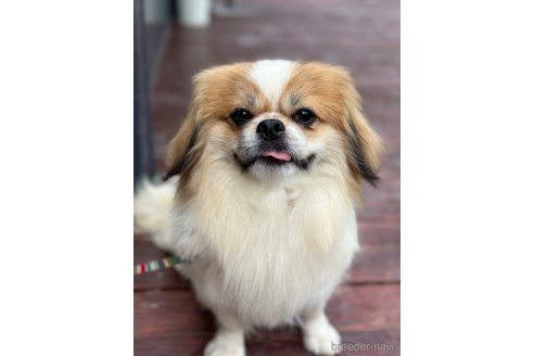 成約済の山口県のミックス犬-266012の3枚目