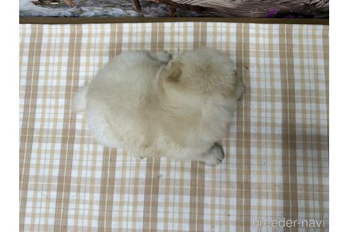 成約済の千葉県のチャウチャウ-315851の5枚目
