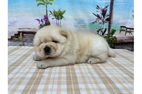 成約済の千葉県のチャウチャウ-315851の3枚目