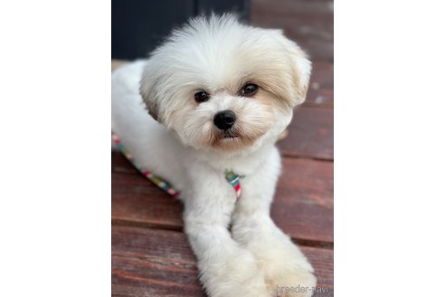 成約済の山口県のミックス犬-281574の2枚目