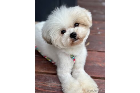 成約済の山口県のミックス犬-281574の1枚目