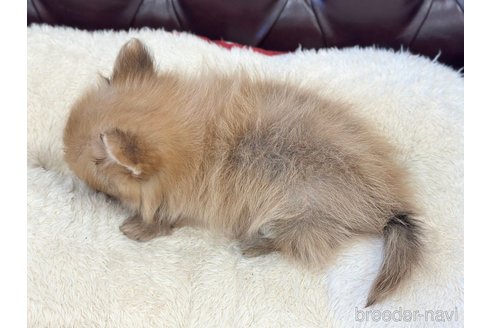 成約済の香川県のポメチワ:ポメラニアン×チワワ-314410の4枚目