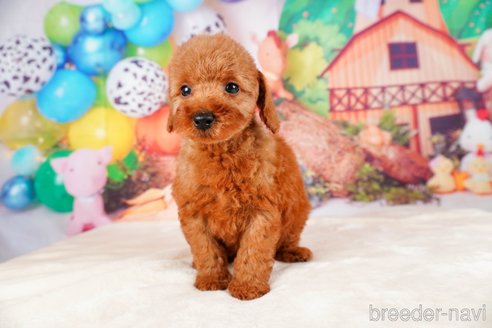 成約済の静岡県のトイプードル-315857の10枚目