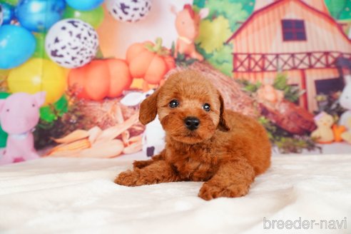 成約済の静岡県のトイプードル-315857の11枚目