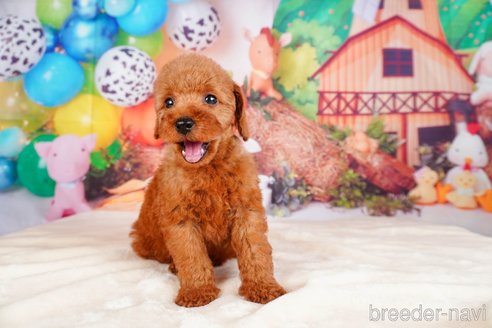 成約済の静岡県のトイプードル-315857の8枚目