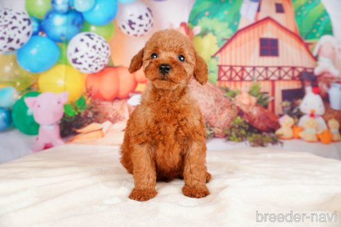 成約済の静岡県のトイプードル-315857の9枚目