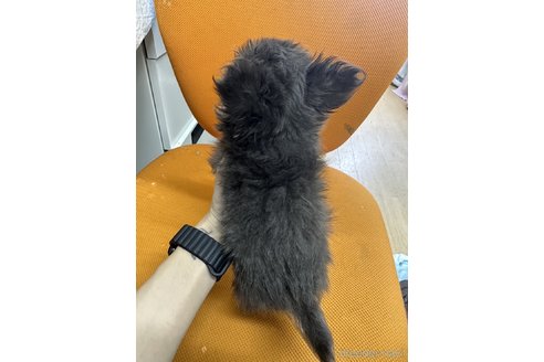 成約済の千葉県のチワワ(ロングコート)-310726の5枚目